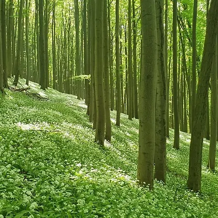 Διαμέρισμα Kaline *